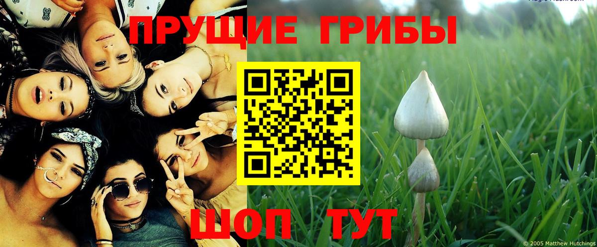 Ульяновск  Галлюциногенные грибы Psilocybe  Вход с VPN 